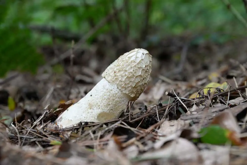 How Do I Get Rid of Stinkhorns? Lawn Disease