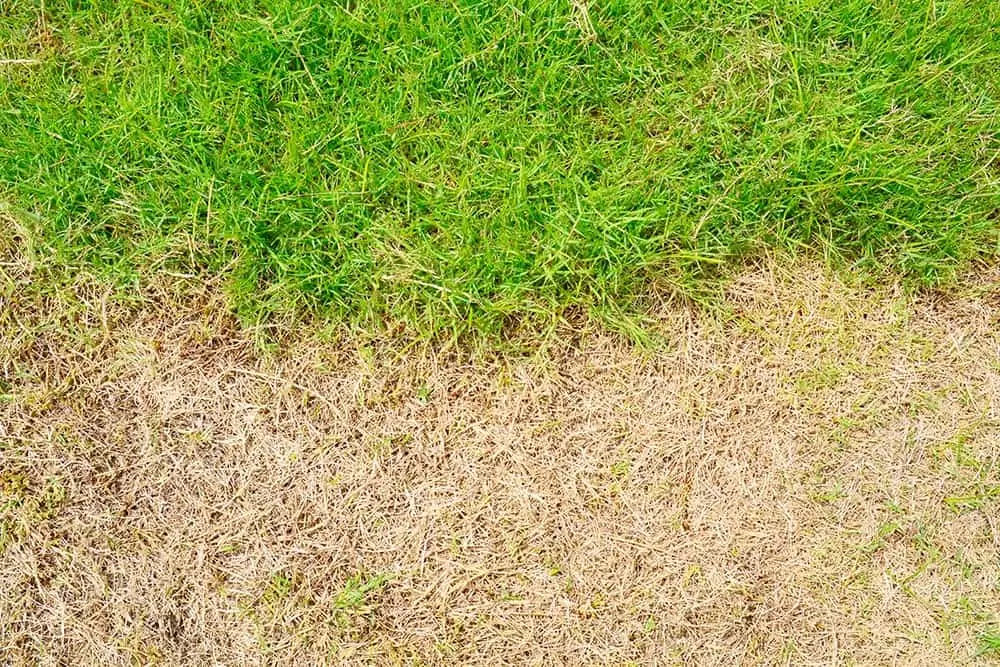 How long does it take for brown grass to turn green