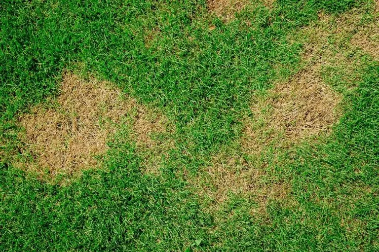 What Causes Brown Patches On The Lawn? - Lawn Disease