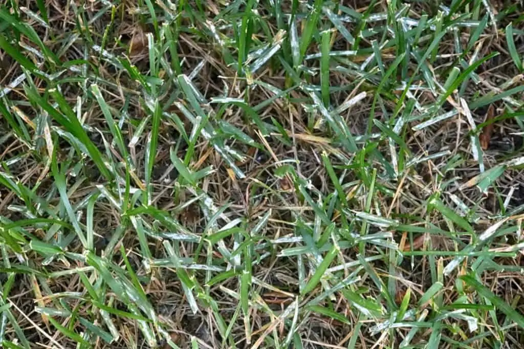 What is the White Fuzzy Stuff on My Grass?