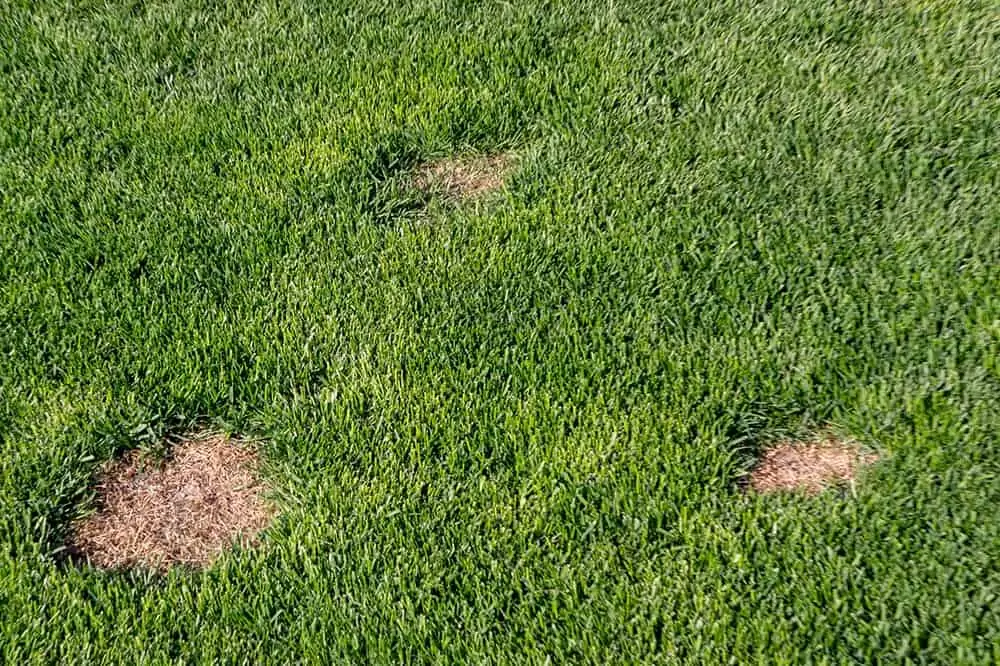 why do i have dead patches of grass on my lawn